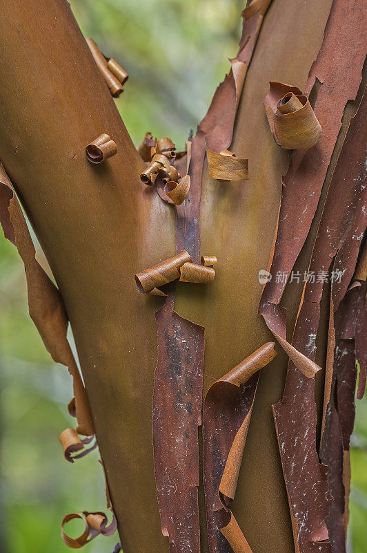 columbia Arctostaphylos是manzanita的一种，俗称毛manzanita。云云顿州立公园，加州门多西诺县。杜鹃花科。